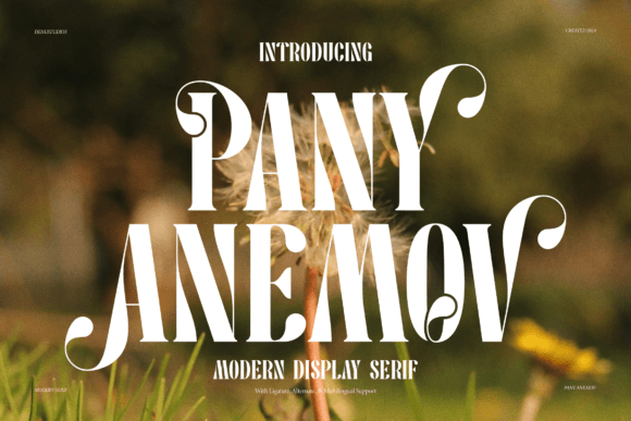 Pany Anemov for Web Design